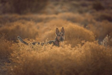 Çalılıklarda sevimli kahverengi bir köpek