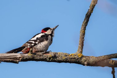 Benekli ağaçkakanın seçici odak noktası (dendrocopos major)
