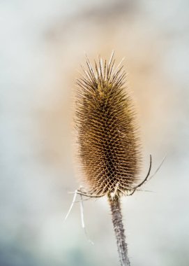 Oxfordshire, Rouseham House 'daki bahçelerde kuru çay fincanının dikey yakın çekimi.