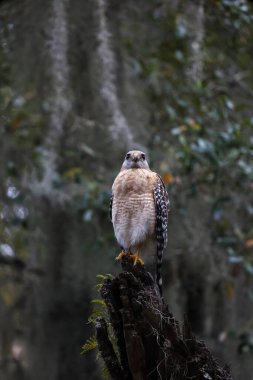 Kırmızı omuzlu bir şahinin ağaçtaki dikey görüntüsü.