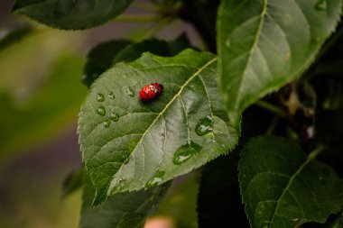 Yeşil yaprağın üzerindeki küçük kırmızı uğur böceğinin su damlalarıyla makro görüntüsü.