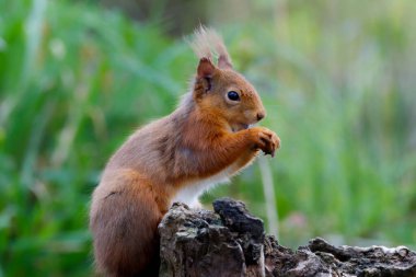 Şirin bir sincabın doğal ortamında çekilmiş yakın plan fotoğrafı.