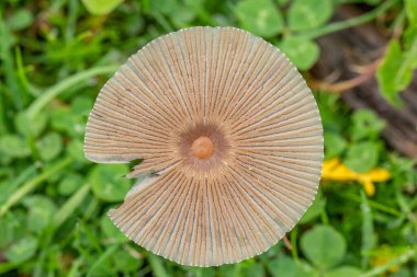 Taze otların arasında yetişen kahverengi küçük bir mantarın üst görüntüsü.