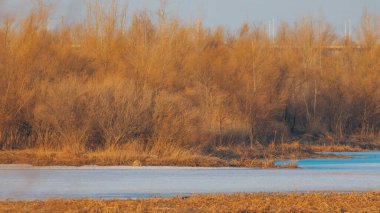 Sonbaharda göl veya nehrin her iki yakasında kuru sarı ağaçlar ve çimenler görülür.