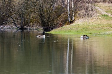 Kıyıya yakın küçük bir su kütlesi kazların oynadığı ve yüzdüğü
