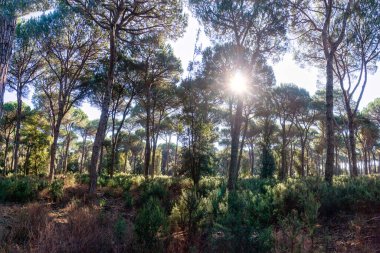 İtalya 'nın Toskana kenti Pisa yakınlarındaki S.Rossore parkına tipik bir orman manzarası.