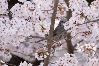 Bulanık bir arka planda beyaz çiçekli, çiçek açan bir ağaçta duran kahverengi bir kuş.