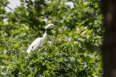 Ağaçta tünemiş küçük bir balıkçıl kuşunun seçici odak noktası.