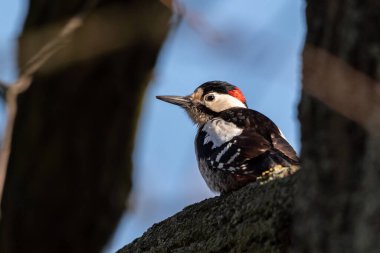 Benekli ağaçkakanın seçici odak noktası (dendrocopos major)