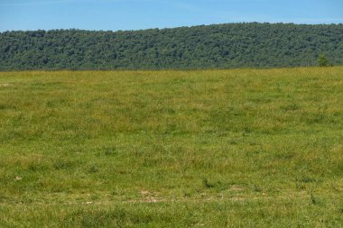 Sıcak bir günde, uzaktaki çimlerin ve yoğun çalıların olduğu düz yeşil bir tarla manzarası.
