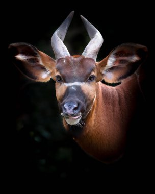 Lowland Bongo hayvanının ön planda çekilmiş bir fotoğrafı.