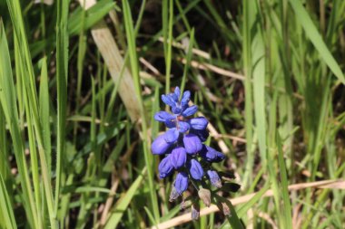 Üzüm sümbülü çiçeğinin yakın çekimi.