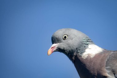 Wood Pigeon, Columba Palumbus 'un mavi gökyüzüne karşı bir fotoğrafı.