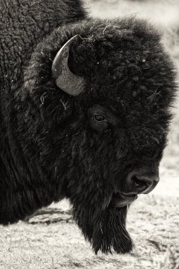 The portrait of bison in Yellowstone, Lamar valley clipart