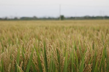Bulanık bir zemindeki pirinç tarlaları.
