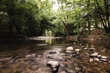 Ormandaki nehrin panoramik görüntüsü