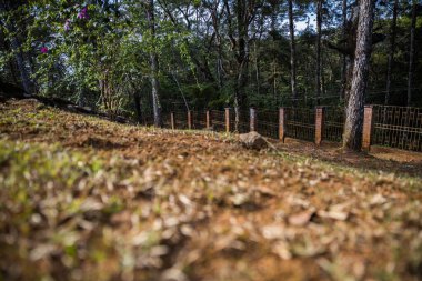 Parktaki çitli bölgeyi kaplayan sonbahar yapraklı bir manzara.
