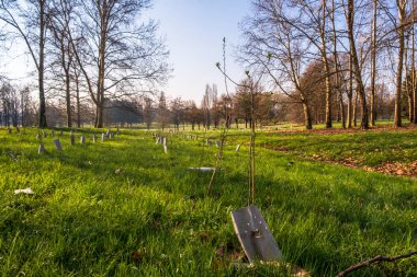Torino 'daki bir kentsel ormanda tahta kazıklar ve plastik borular tarafından desteklenen yeni dikilmiş ağaçlar tarlası.