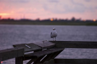 Güzel gölün yakınındaki beyaz martıyı yakından çek.