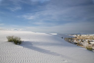 Amerika 'daki White Sands Ulusal Parkı' nda kışın güzel bitkilerin yakın çekimi.