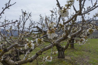 Açık havada güzel bir bahar günü, bulutlu bir gökyüzünün altındaki ağaçta yetişen küçük kiraz çiçekleriyle.