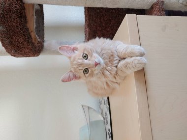 Masanın üzerinde gözleri açık duran sevimli beyaz tüylü bir kedi yavrusunun dikey görüntüsü.