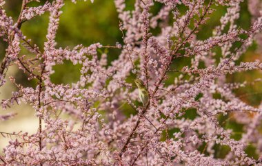 Çiçekli bir ağaç dalında oturan küçük bir kuş. Arka planda çiçekler var.
