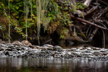 İngiliz Kolombiyası, Kanada 'daki Ahta Nehri' nin yakın plan çekimi.