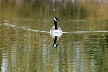 Yüzeyinde yansıması olan sakin bir gölde yüzen yalnız bir Kanada kazı.