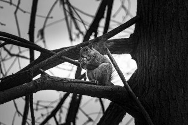 Ağaç dalında oturup bir şeyler yiyen bir sincabın gri tonlu görüntüsü..