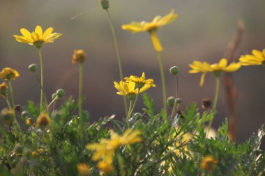 Avrupa 'da yetişen çiçeklerin yakın plan çekimi.