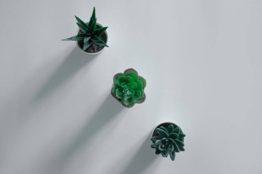 Haworthia 'nın ve beyaz tencerelerdeki sulu bitkilerin üst görüntüsü.