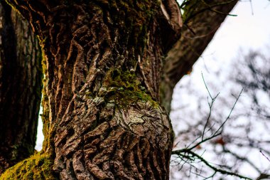 Yosun dolu bir bagajın yakın çekimi.