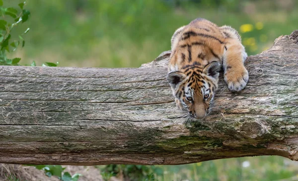 Сибирский Тигр Смотрящий Дерева — стоковое фото