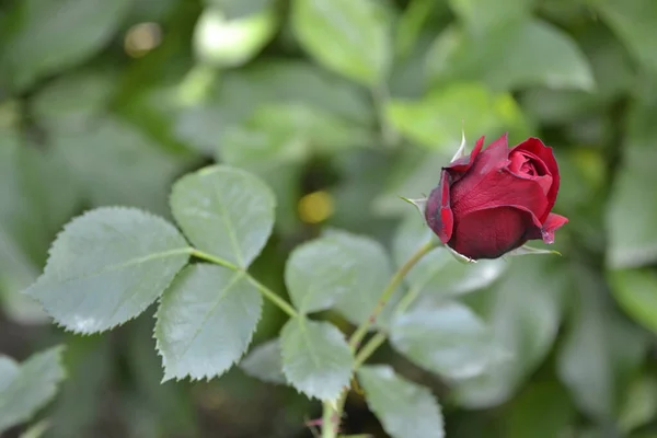Ένα Κοντινό Πλάνο Ενός Κόκκινου Τριαντάφυλλου Που Φυτρώνει Στον Κήπο — Φωτογραφία Αρχείου