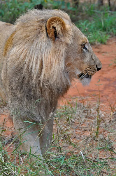 Een Verticaal Schot Van Een Jonge Mannelijke Leeuw Een Beschermd — Stockfoto