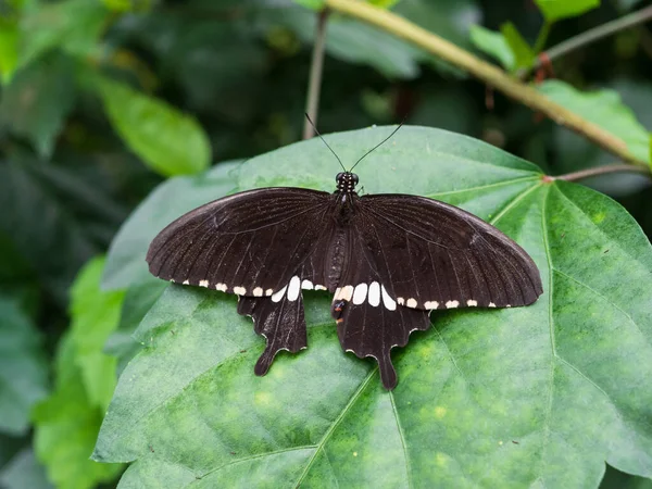 Closeup Shot Beautiful Common Mormon Butterfly Green Leaf Spring — Stock Photo, Image