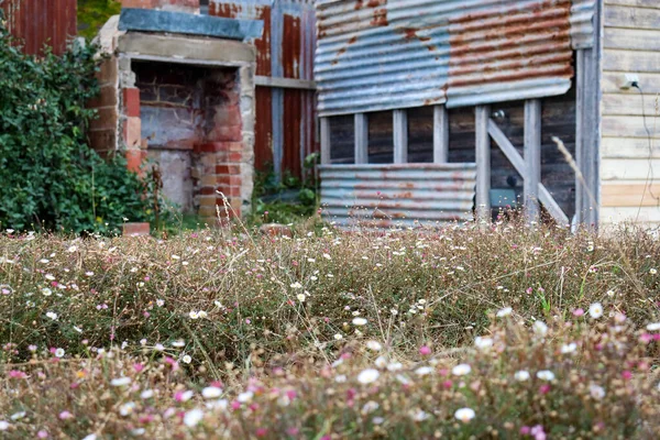 古い素朴な放棄された家の隣に成長するいくつかの野生の花 — ストック写真