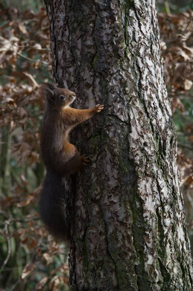 Eine Nahaufnahme Eines Niedlichen Eichhörnchens Seinem Natürlichen Lebensraum — Stockfoto
