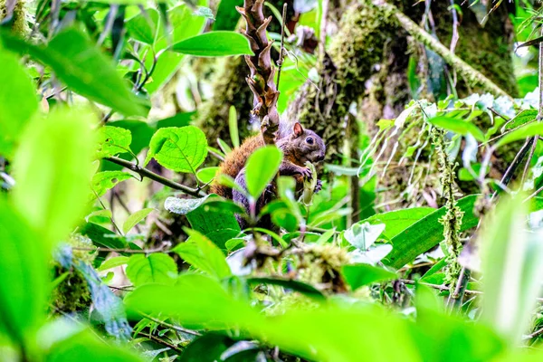 Гарний Знімок Червоної Білки Сидить Гілці Дерева Серед Зеленого Листя — стокове фото