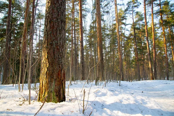 在被雪覆盖的森林里 一张美丽的长树的照片 — 图库照片