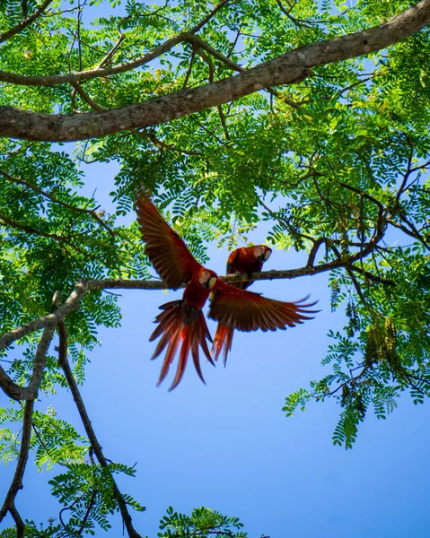 Tiro Vertical Ângulo Baixo Duas Araras Vermelhas Com Uma Decolagem — Fotografia de Stock