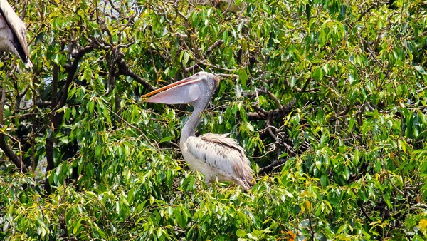 Die Natur Ist Schön Und Erstaunlich — Stockfoto