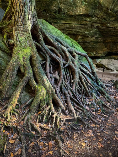 Vertical Shot Old Mossy Tree Roots Out Ground — Stock Photo, Image