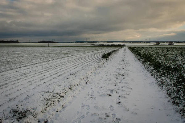 Прекрасний Знімок Пшеничного Поля Вкритого Снігом — стокове фото