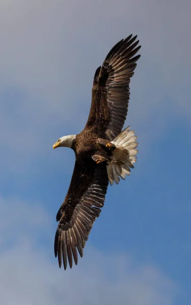 Vertical Shot Underside Bald Eagle Flying Myakka River State Park — Stock Photo, Image