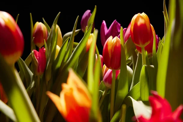 Primer Plano Tulipanes Frescos Flor Con Suaves Pétalos Colores Hojas — Foto de Stock