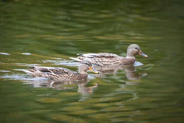 Eine Selektive Fokusaufnahme Einer Stockente Die Teich Schwimmt — Stockfoto