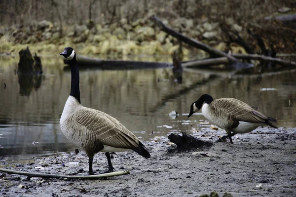 Beautiful Shot Canadian Geese Next Shore — Stock Photo, Image