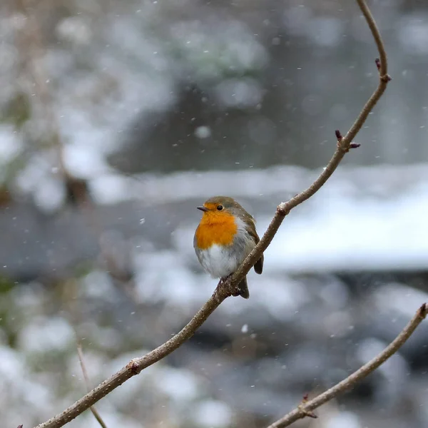 Mise Point Superficielle Merle Européen Debout Sur Une Branche Arbre — Photo